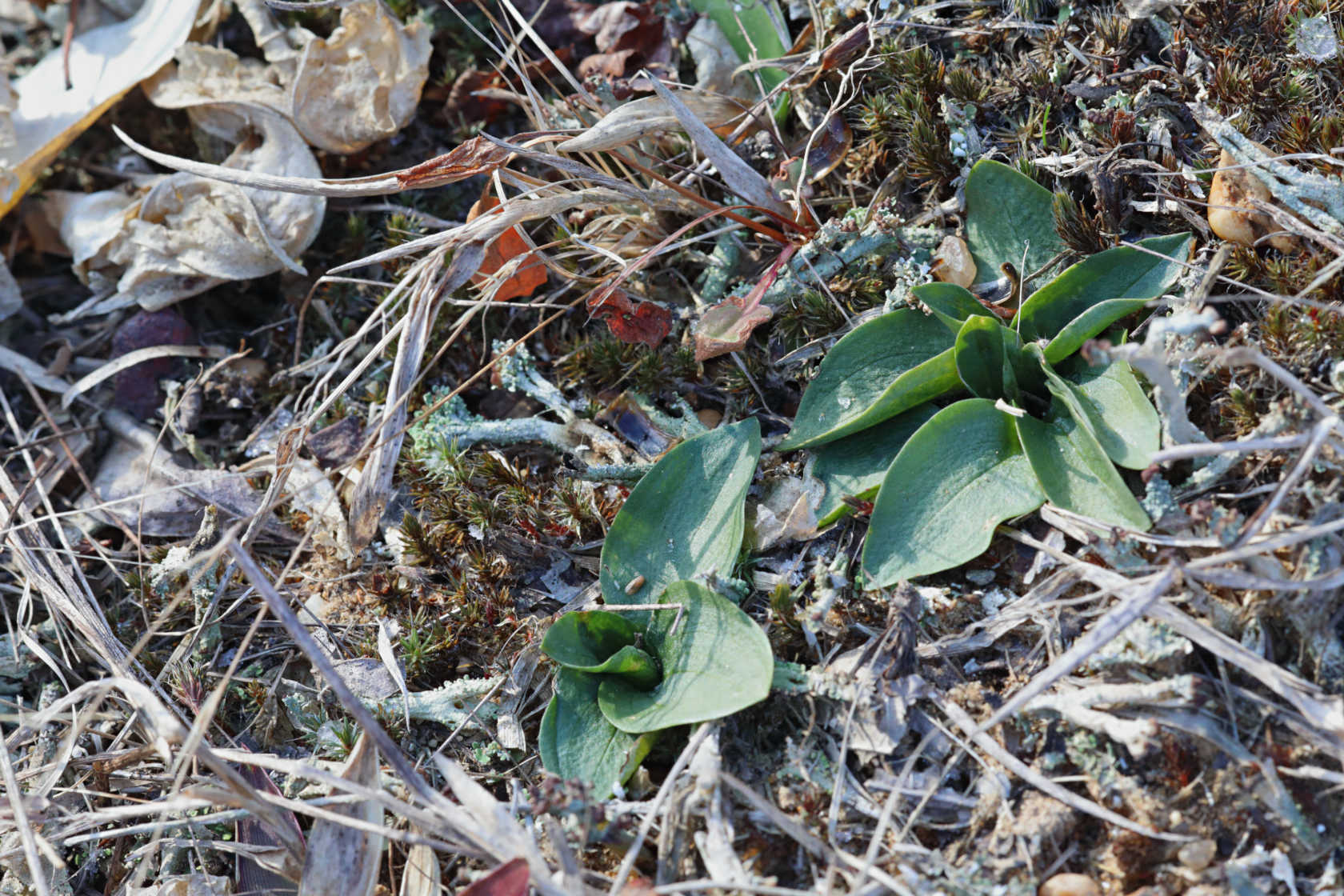 Little Ladies' Tresses