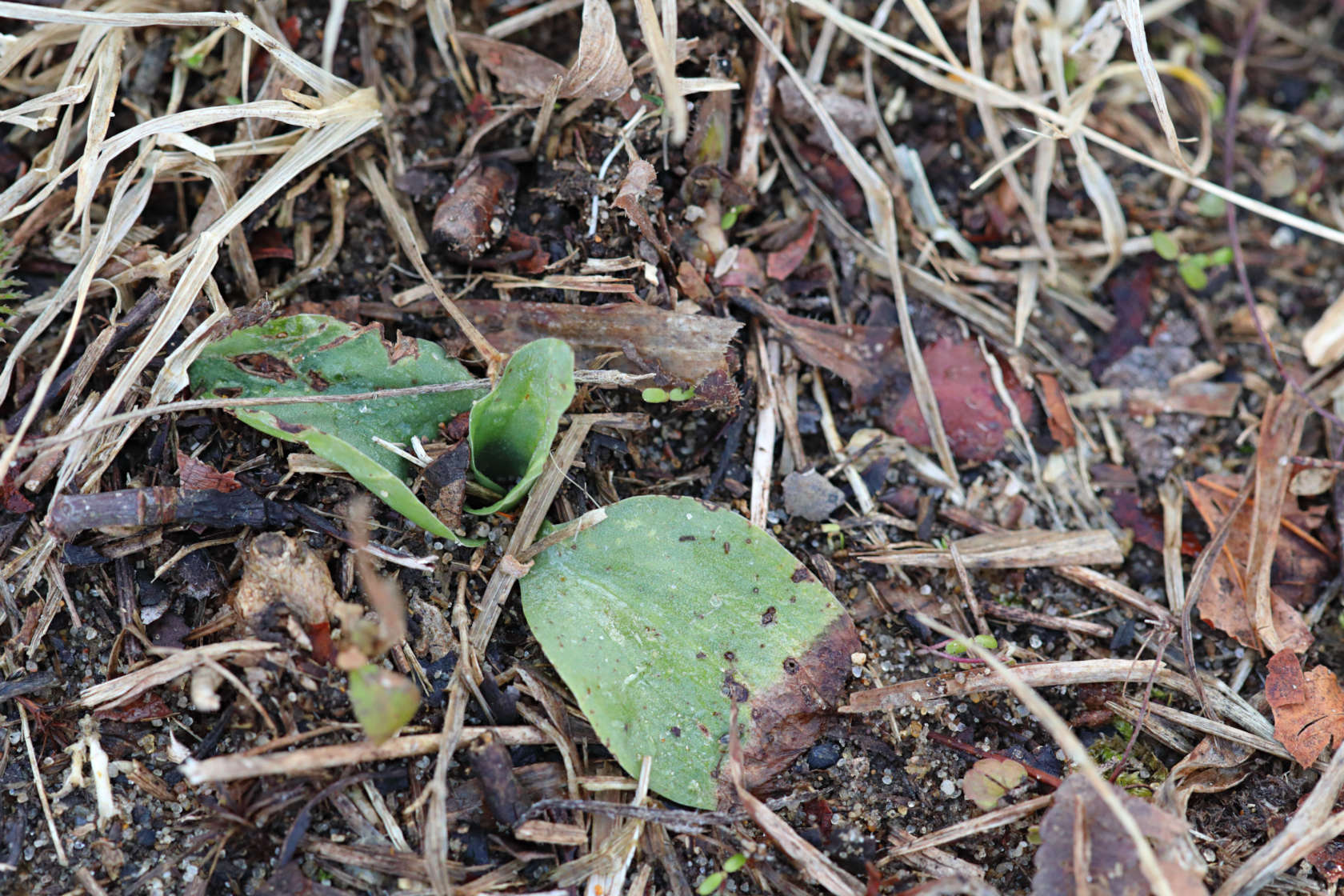 Southern Slender Ladies' Tresses