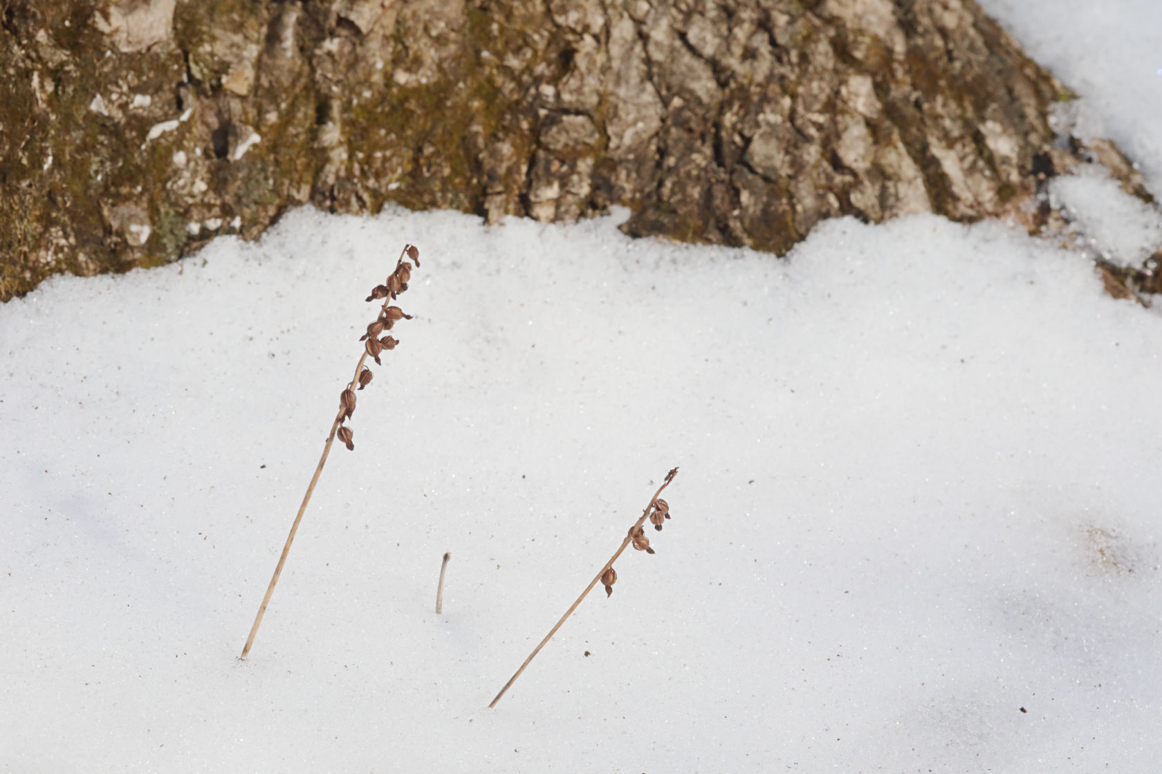 Autumn Coralroot